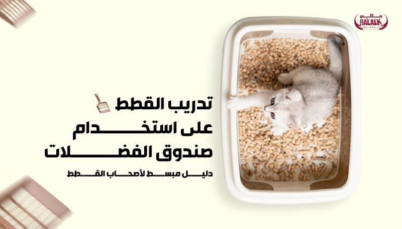 تدريب القطط على استخدام صندوق الفضلات: دليل مبسط لأصحاب القطط